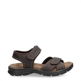 Sanders basics c1